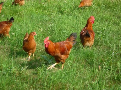 pasture raised chickens have low to no lectins in their meat