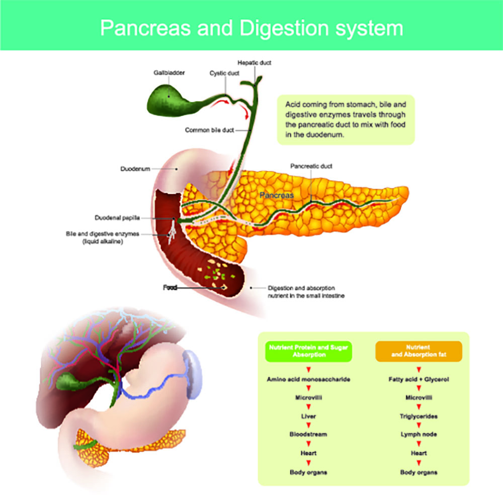 the digestive enzymes travel through the pancreatic duct to mix with food in the duodenum. The liver produces the bile . which is stored in the gall bladder to release into the small intestines. 